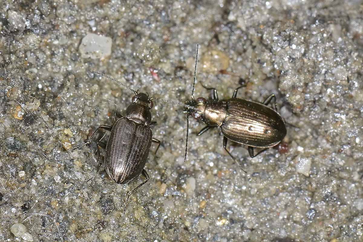 Bembidion (Odontium) foraminosum - Carabidae